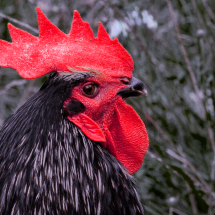 Chantecler