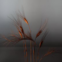 coucher de soleil