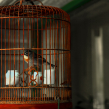 Les oiseaux en cage des chinois