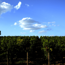 Vignes en Bourgogne