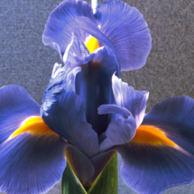 L'Iris de Surgestone