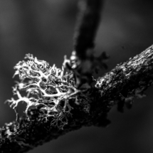 Lichen