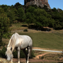 le vieux cheval et le chateau de Murol
